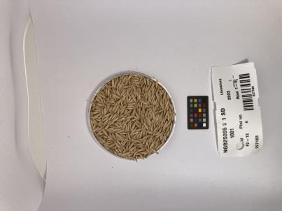 Click for 1 image(s) for this accession. SEED